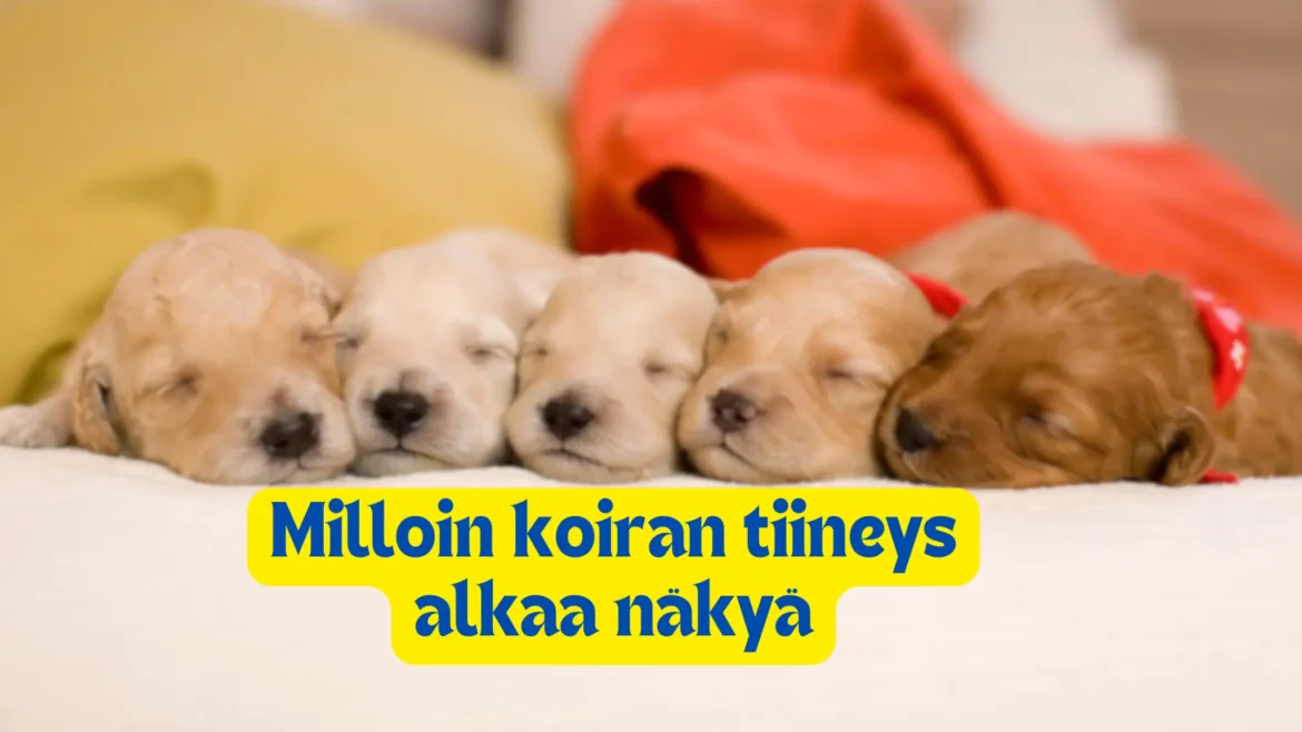 Milloin koiran tiineys alkaa näkyä