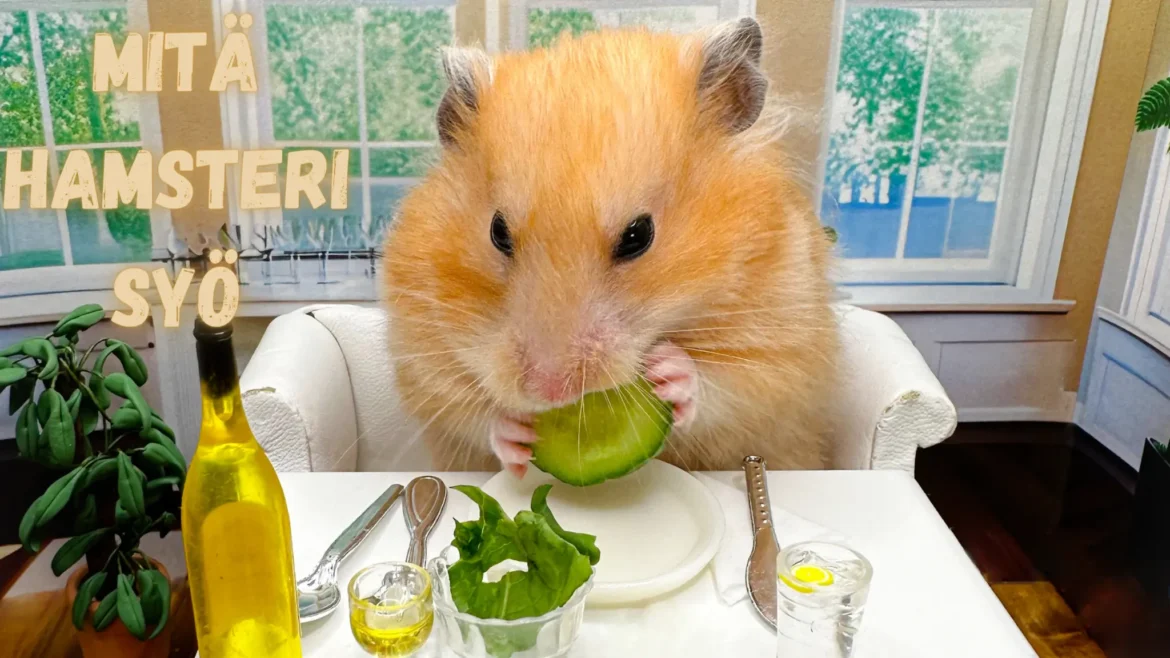 mitä hamsteri syö