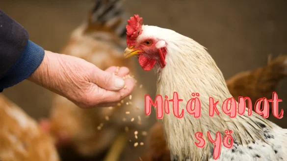 mitä kanat syö