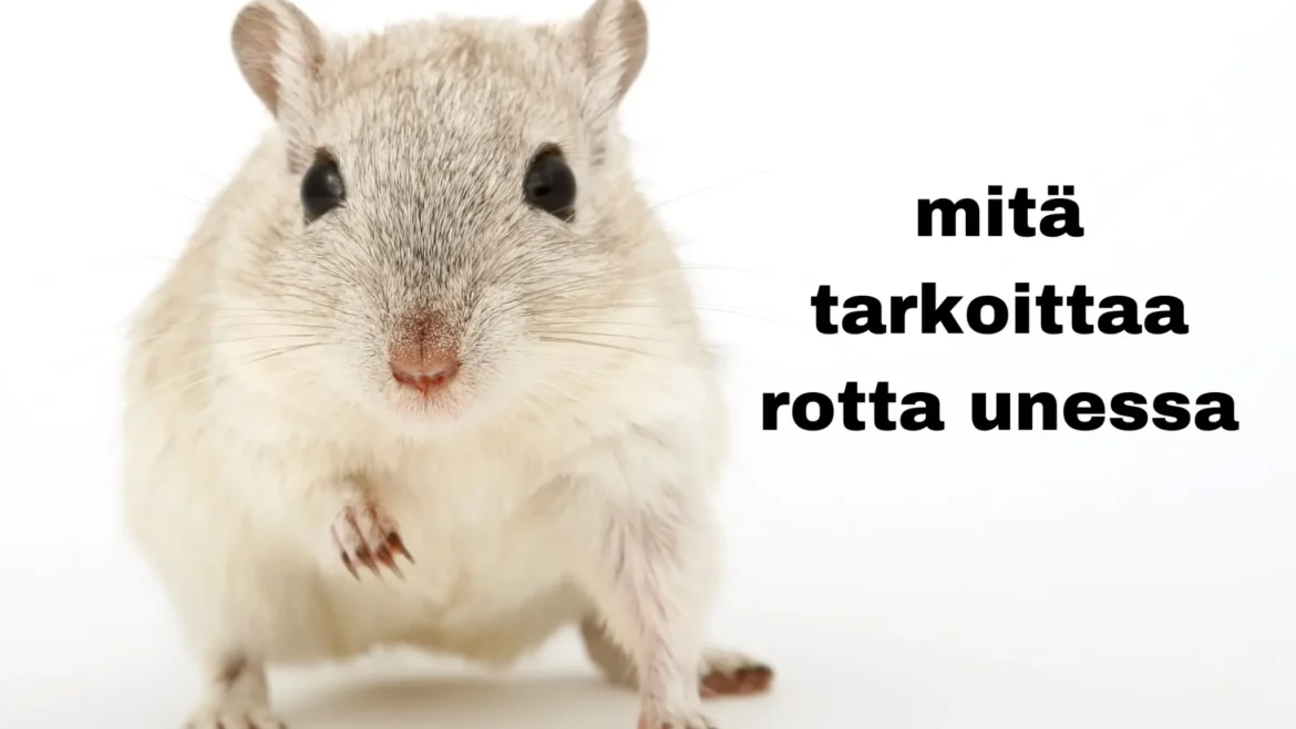mitä tarkoittaa rotta unessa mitä tarkoittaa rotta unessa