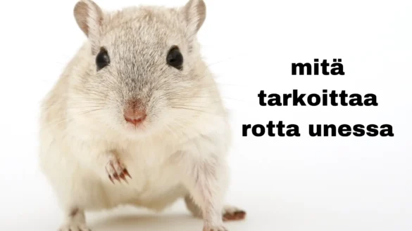mitä tarkoittaa rotta unessa