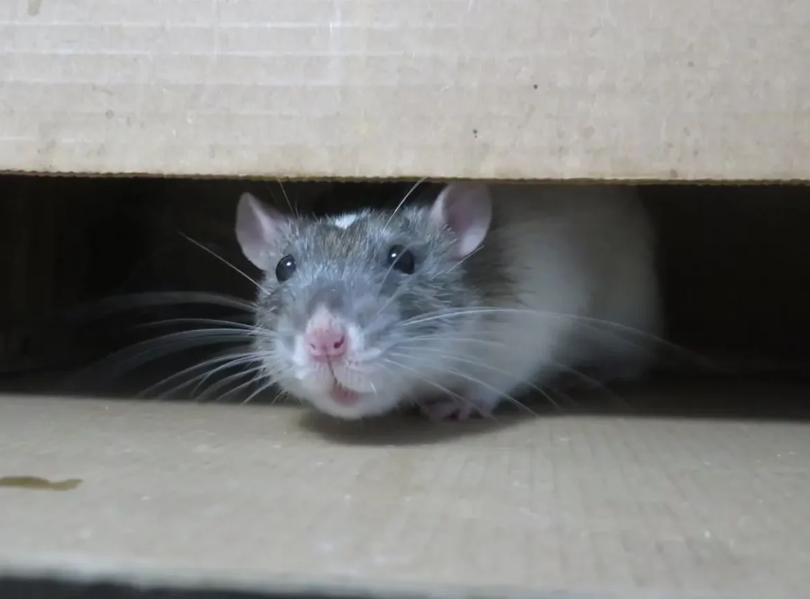 Mitä rotta pelkää