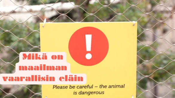 mikä on maailman vaarallisin eläin