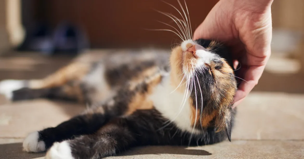 Kuolevan kissan käytös